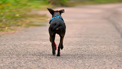 Hund vor dem Entlaufen sichern : unsere nützlichen Tipps!